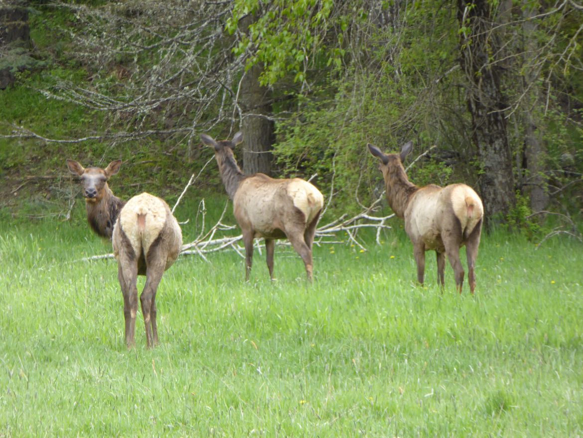 elk.jpg